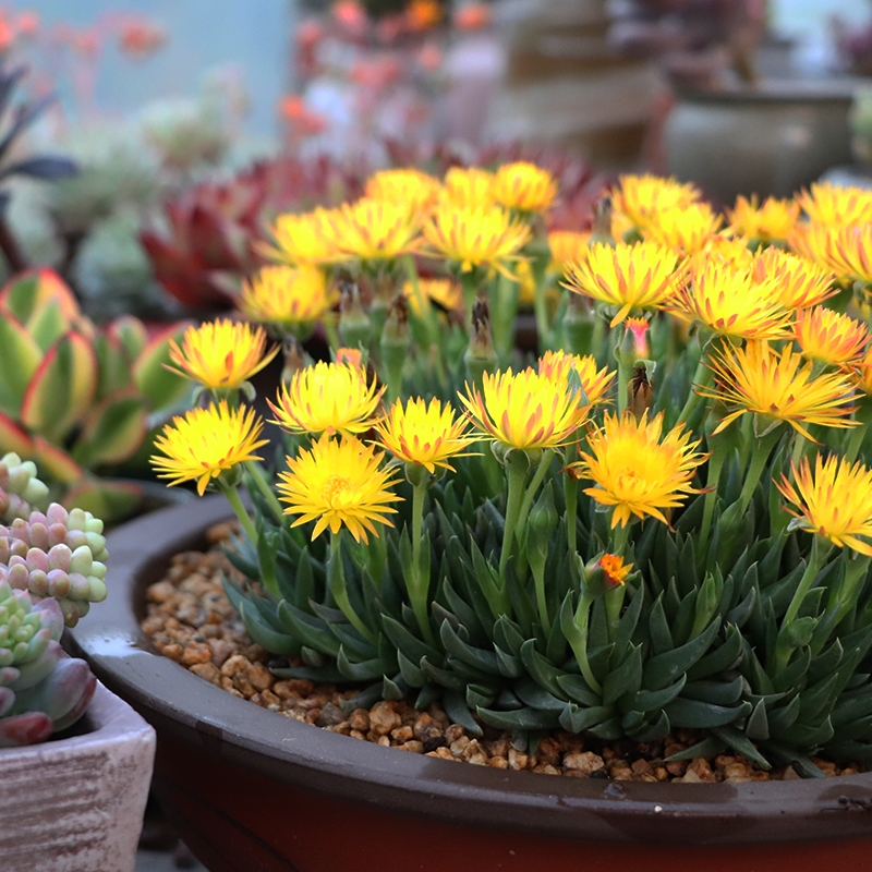 照波的养殖方法和注意事项