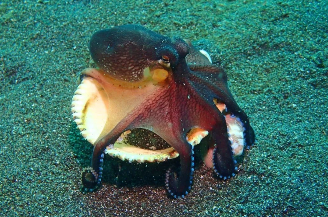 回顾:章鱼智商很高9个大脑,能编辑基因!为何没发展出文明?