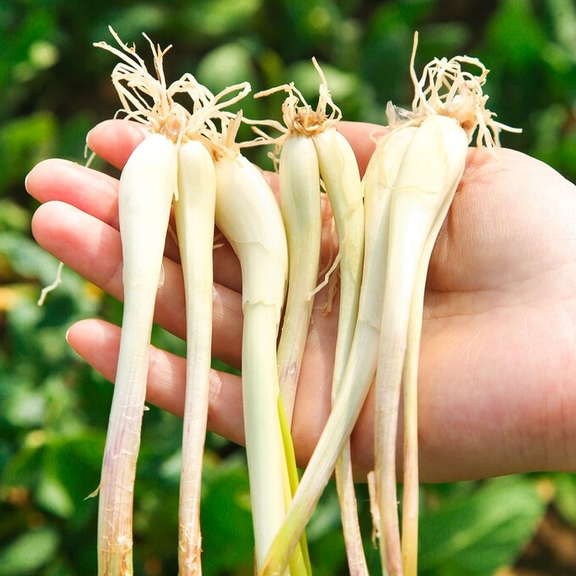 春季野菜"银不换"!这菜抓紧吃,称为"菜中灵芝",常吃健脾胃