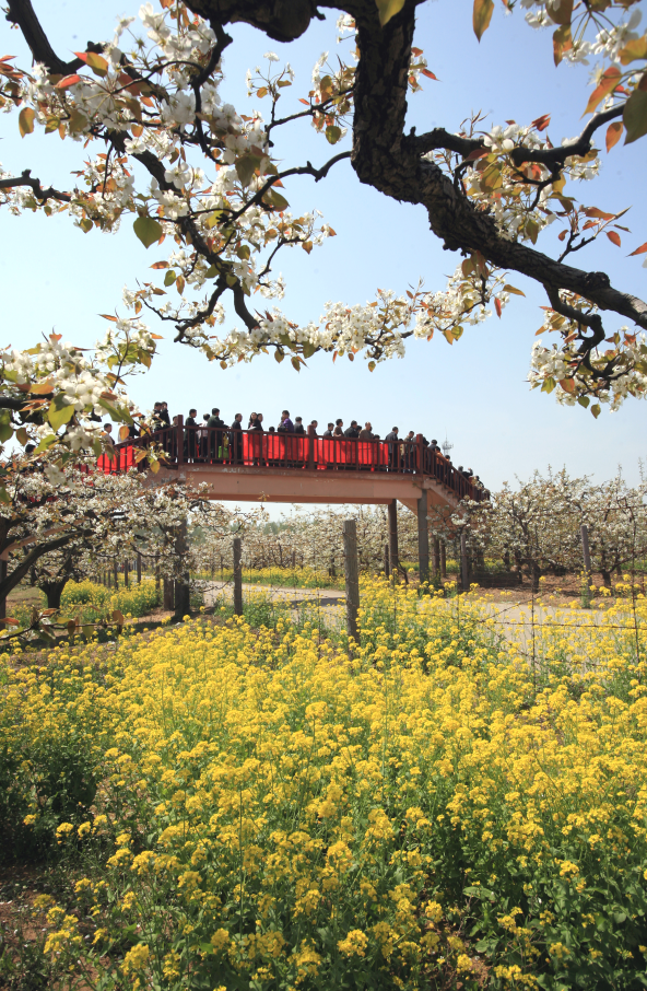 来源:文旅聊城▲滨州樱花山 来源:山东省樱花山风景区▲菏泽曹州牡丹