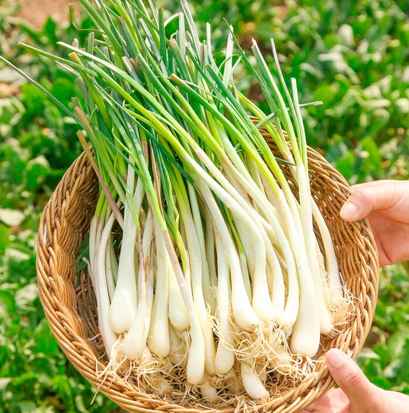 春季野菜"银不换"!这菜抓紧吃,称为"菜中灵芝",常吃健脾胃