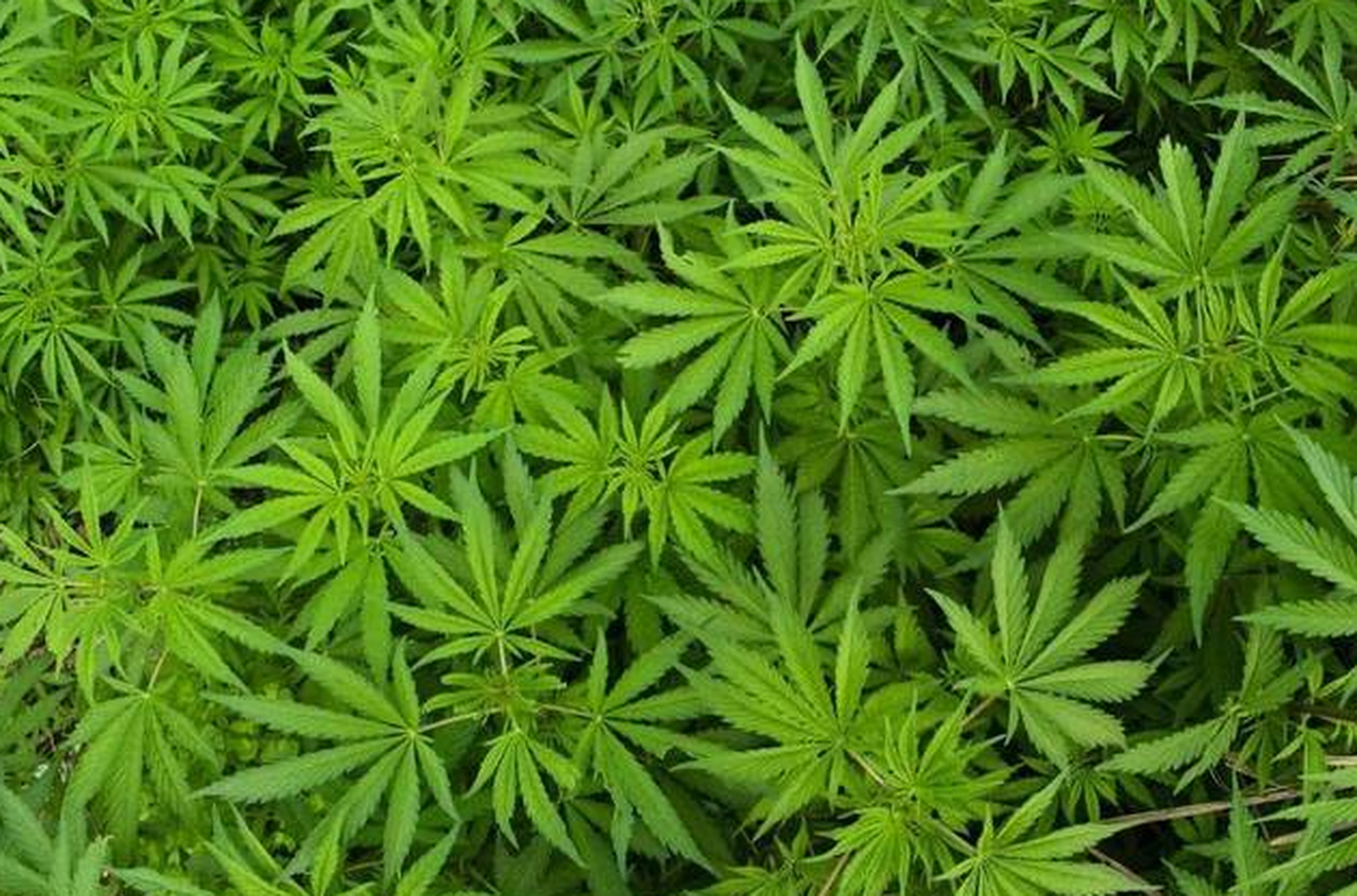 每日一味抗癌中药——麻子,功效消肿拔毒,常用于肝癌,肺癌   在传统