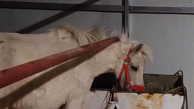 回顾1997年白龙马惨死马棚,导演不管不顾,师徒四人无一人伸出援手