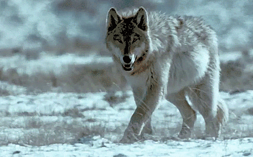 回顾:人类禁区可可西里无人区有多恐怖?其中藏着哪些可怕生物?