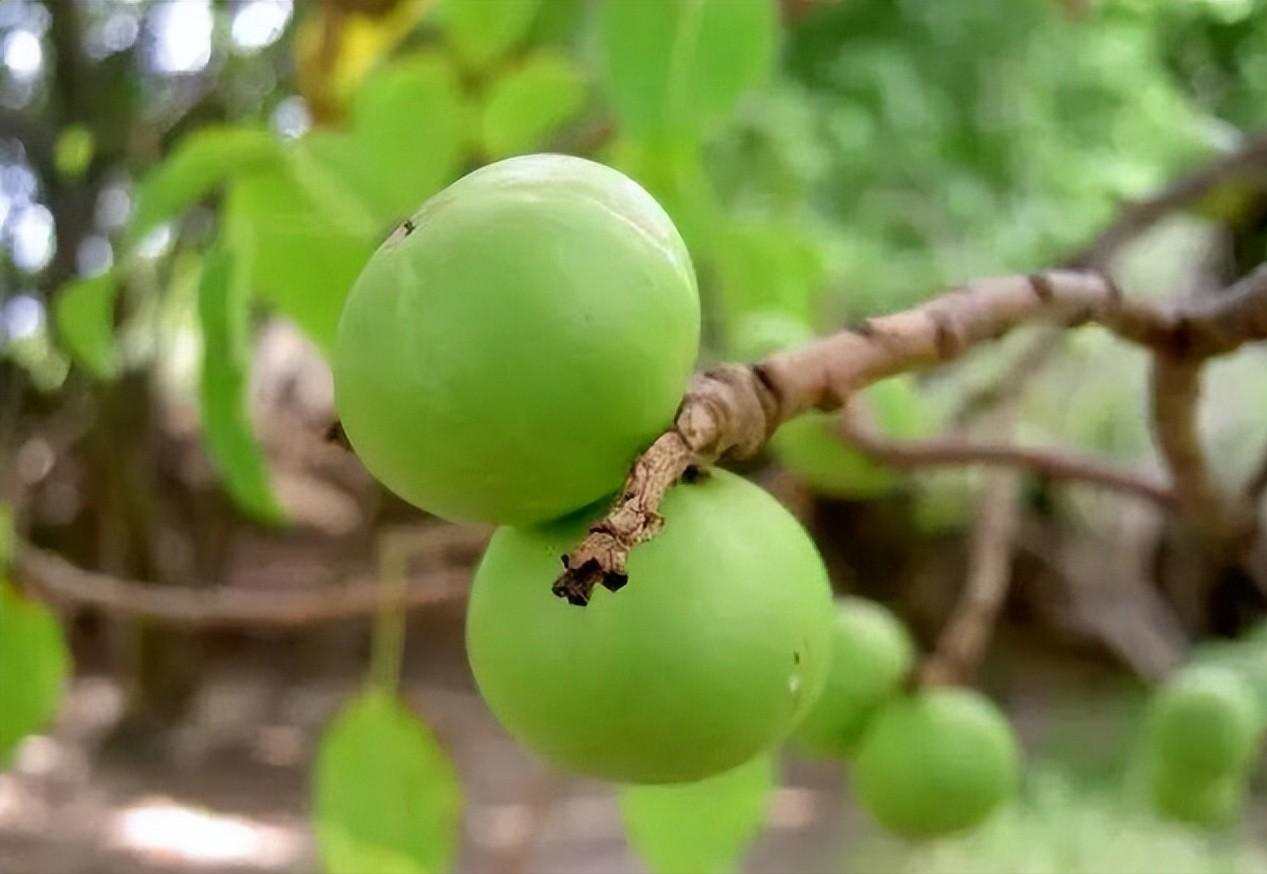 毒番石榴树:不能碰不能砍还不能烧