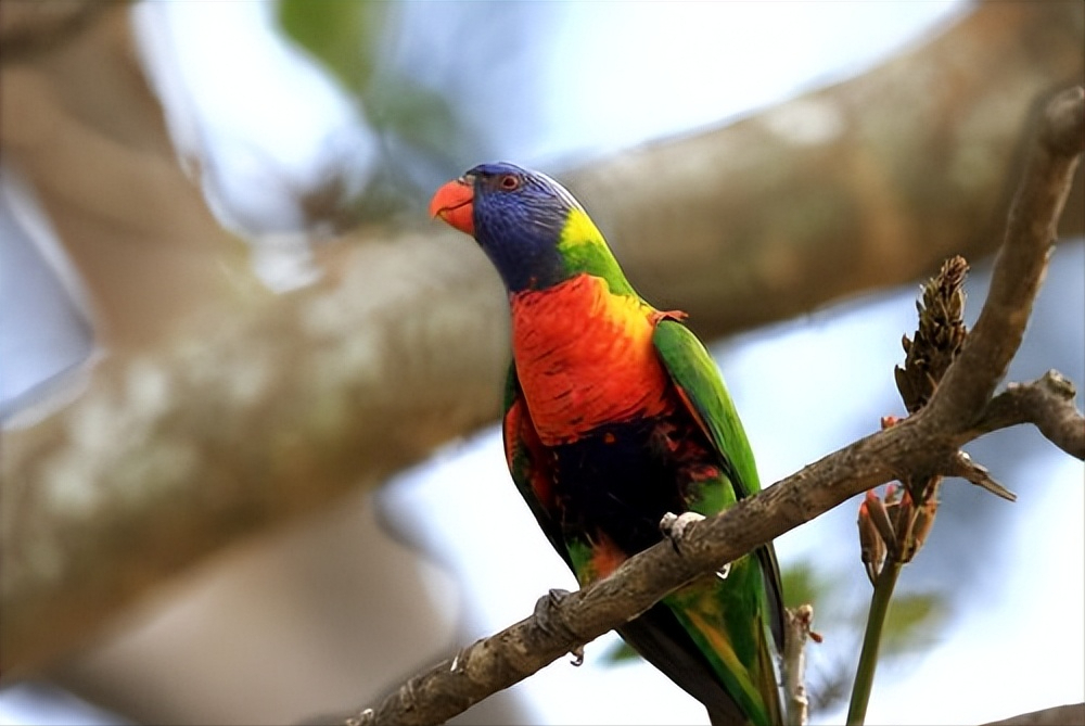 自然界的调色盘:虹彩吸蜜鹦鹉,一场视觉盛宴