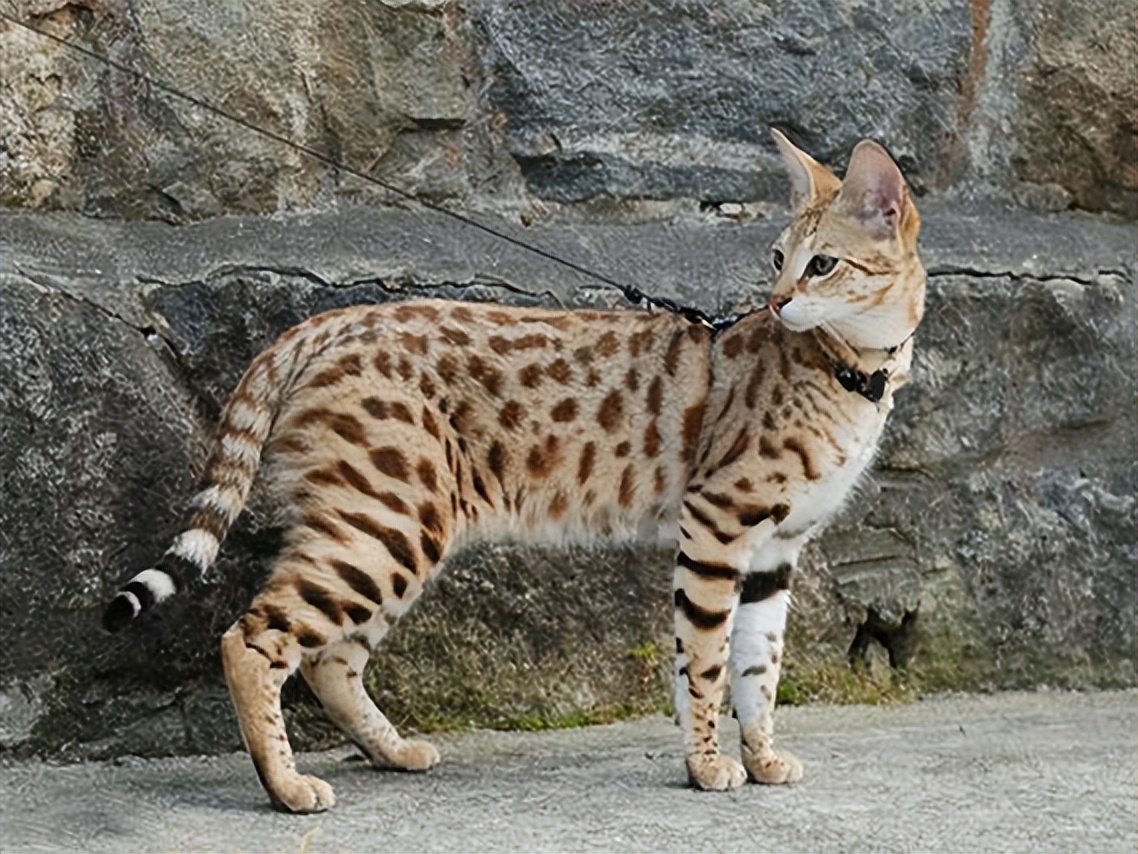 想要独一无二的宠物伴侣?塞尔凯克羊毛猫和塞舌尔猫等你领养