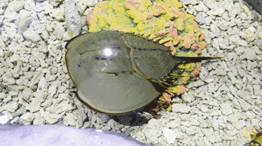 活了4亿多年,地球上唯一的蓝血生物,能救人却救不了自己