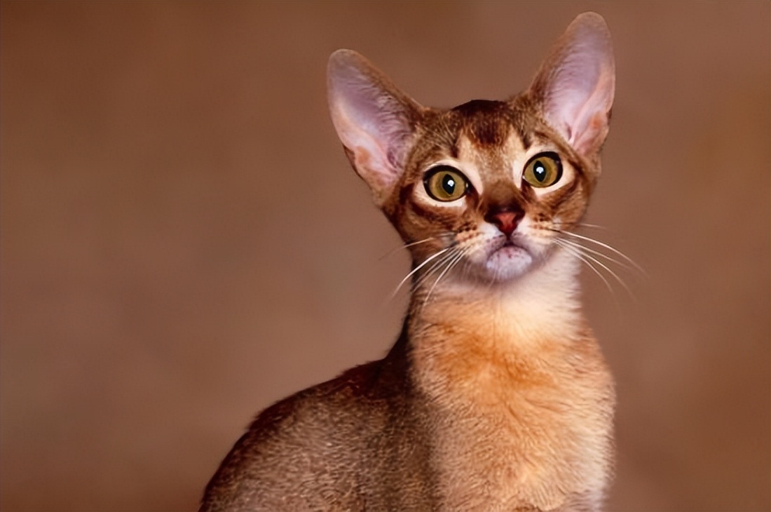 想要独一无二的宠物伴侣?塞尔凯克羊毛猫和塞舌尔猫等你领养