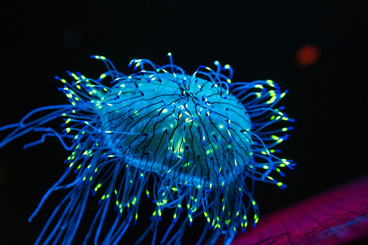 全球十大最毒的水母 榜首为世界上最毒的生物