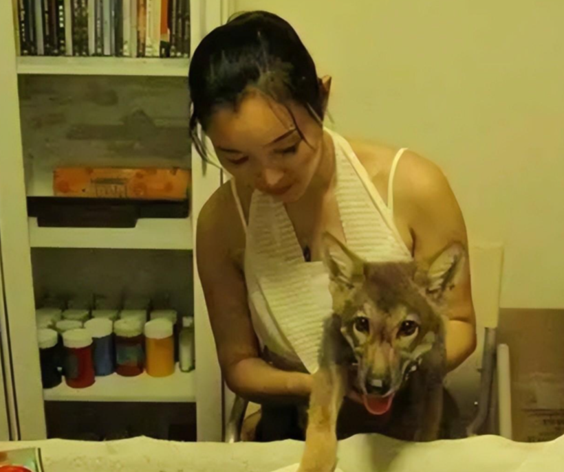 一开始李微漪并没有打算那么快送狼回去,可是逐渐长大的的格林已经