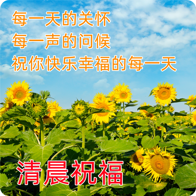 在新的一天,愿你的心情如清晨的阳光一样明亮而温暖