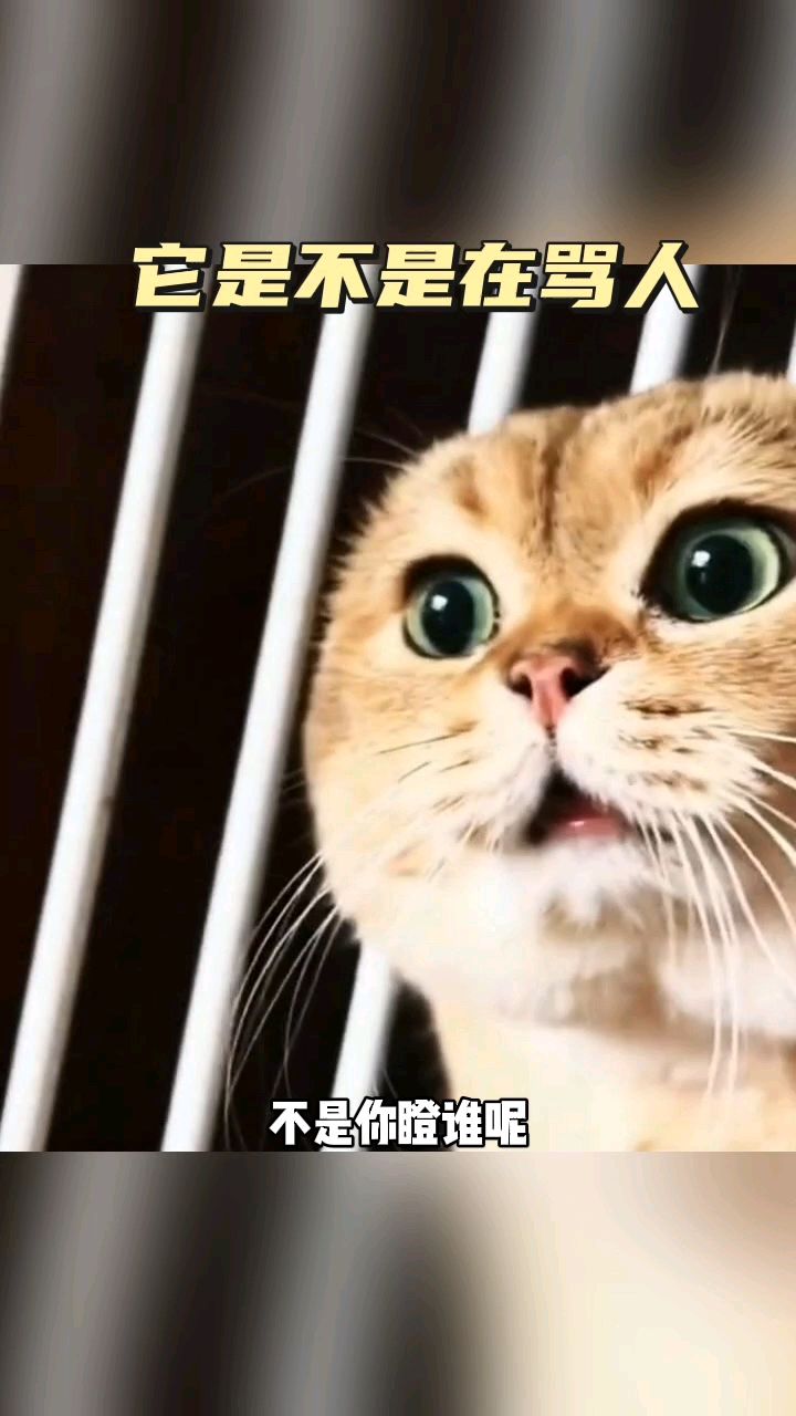 总感觉这猫在骂人啊!