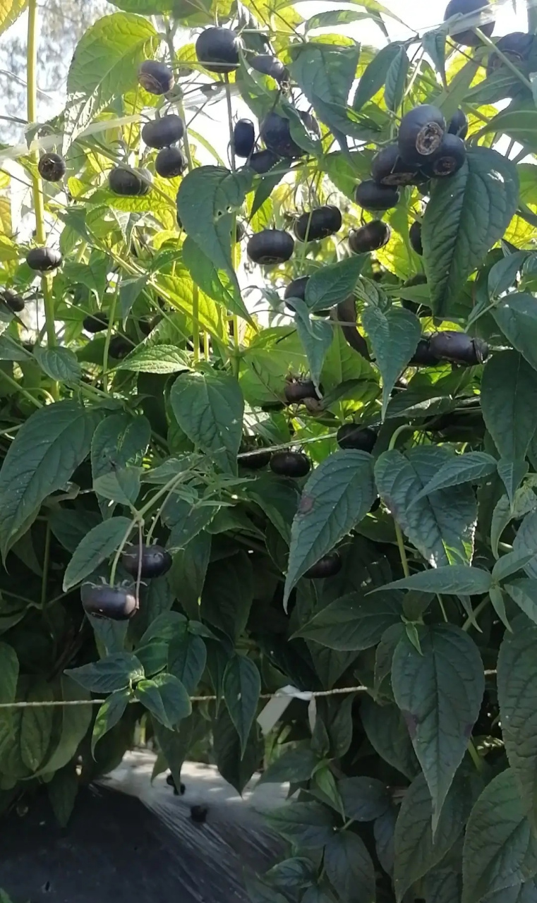 像马蹄果!这种到底是什么果呢?确实没见过,也不知道味道怎么样?