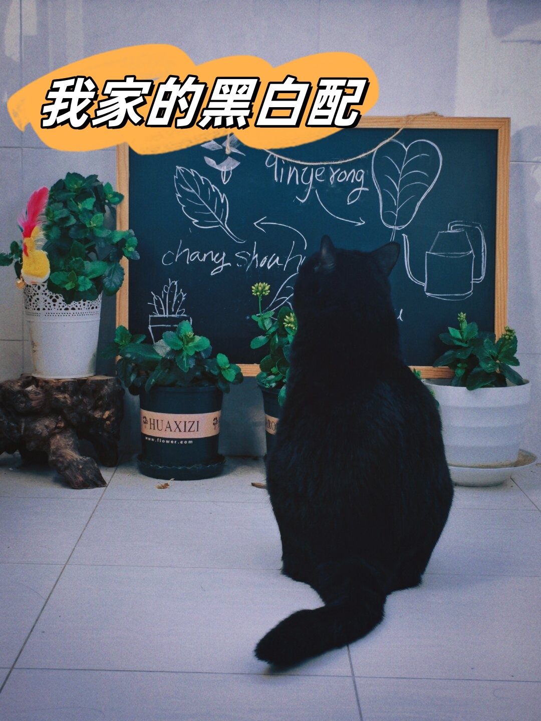 我家有两只小猫咪,一只黑猫如夜空般深邃,一只白猫如