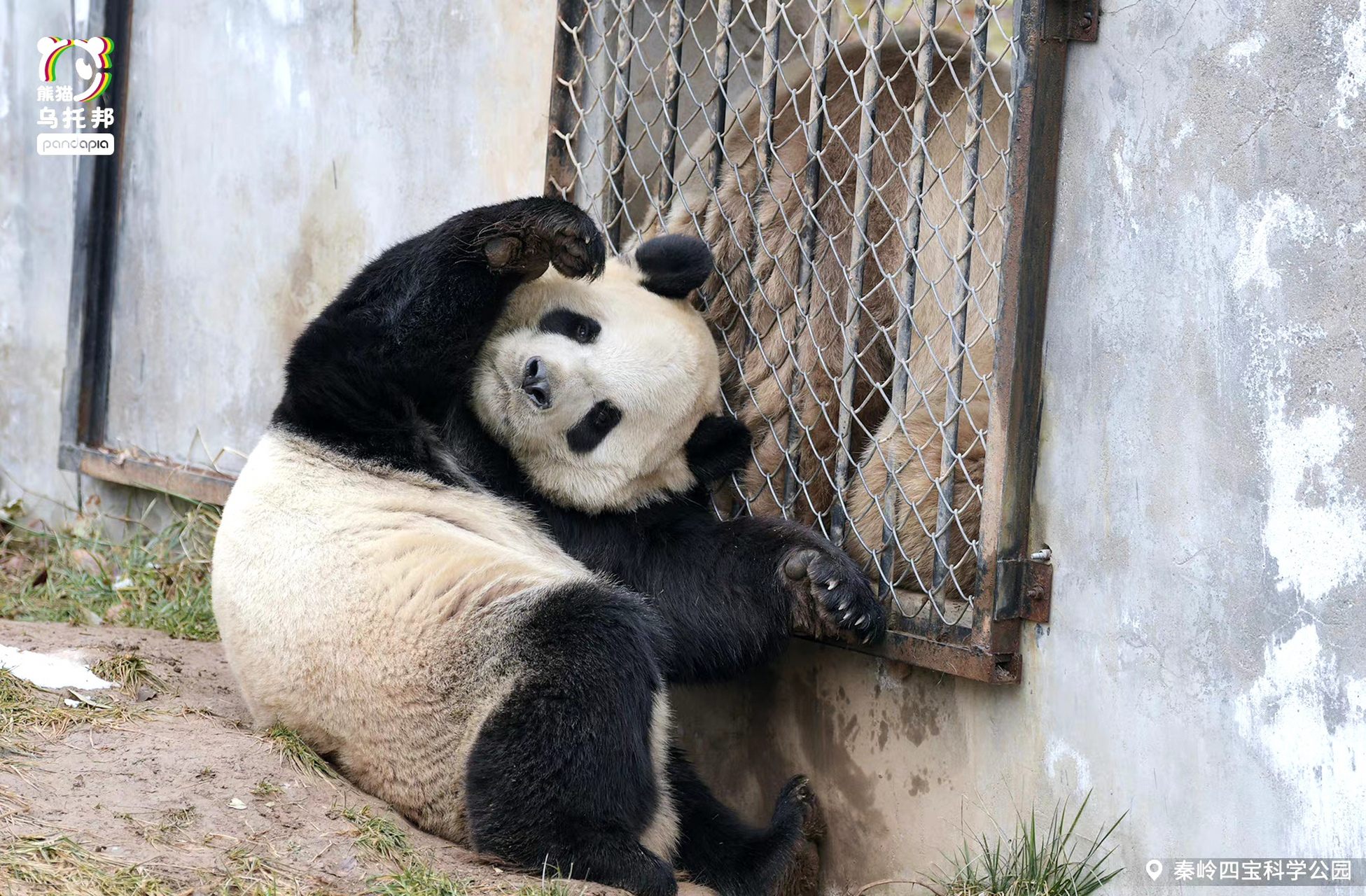熊猫摸耳朵图片