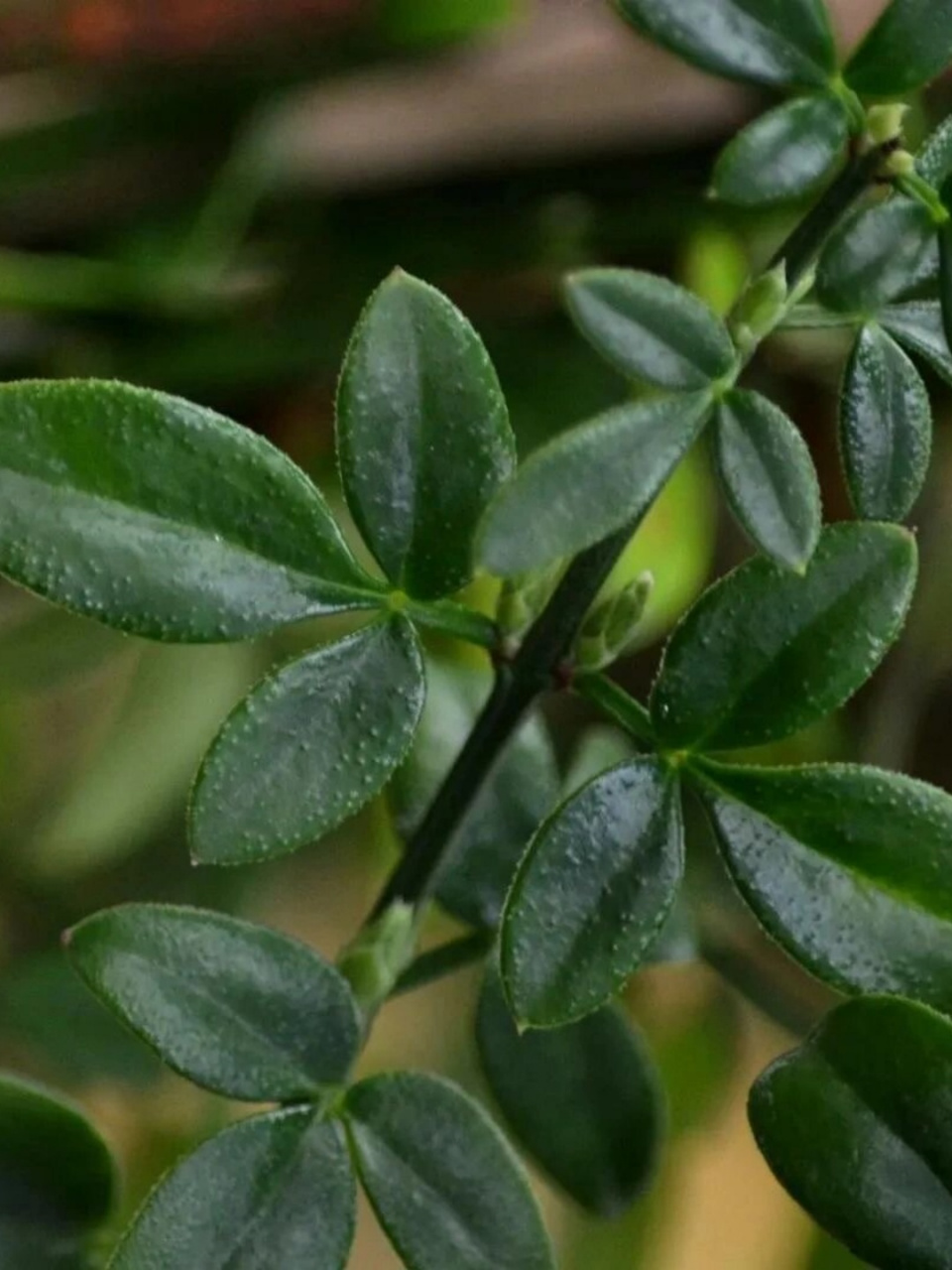 三出掌状复叶植物图片