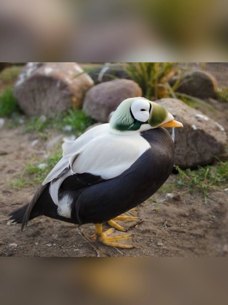 神奇物种:自带防寒眼罩  04 白眶绒鸭(台湾称眼眶绒鸭),学名