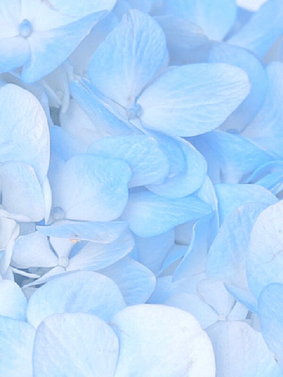 "baby blue"🐋敲干净清透治愈系蓝白调