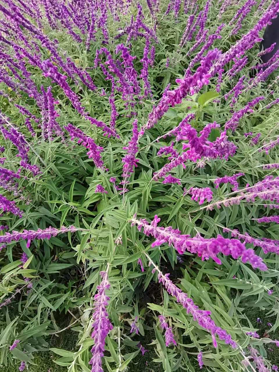 墨西哥鼠尾草,常常被误认为是薰衣草.