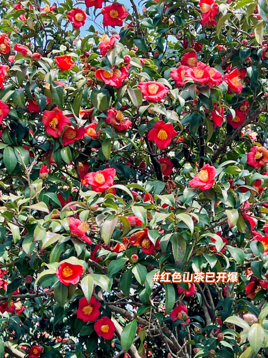 今天上午十点半我独自踏足这静谧的茶花园四下无人只有我和那一树