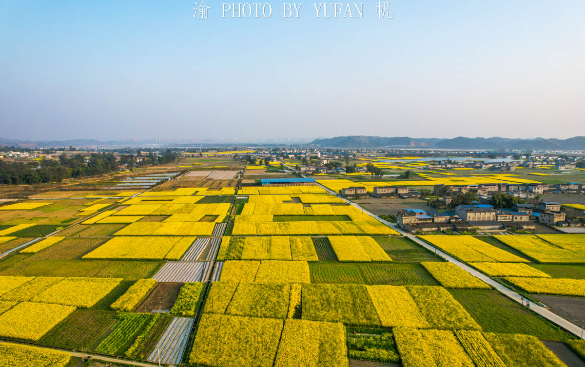 重庆的春天从潼南开始,高庙村的油菜花海已经盛放!