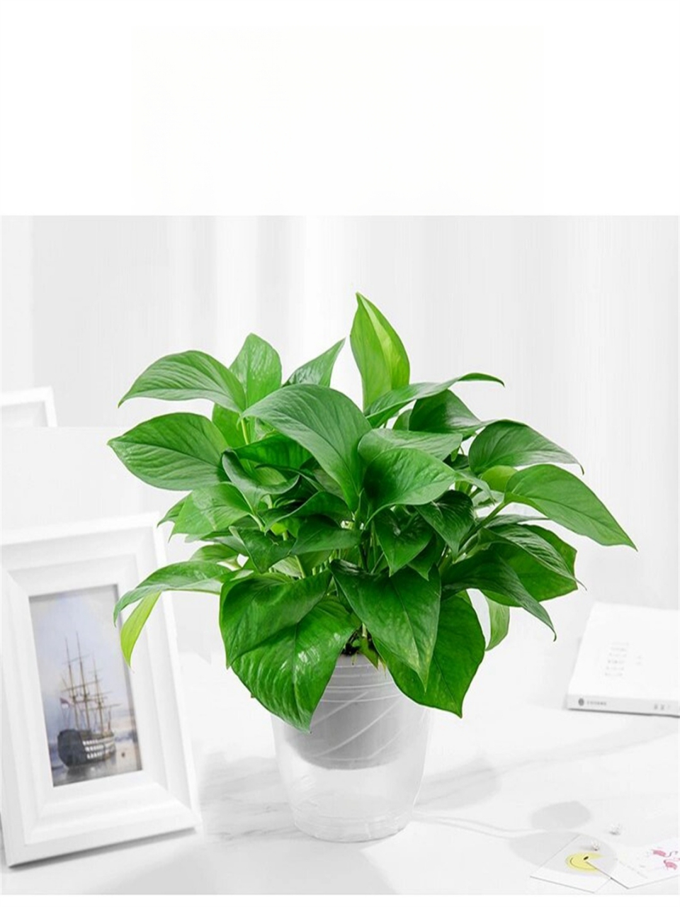 绿萝的养护知识  绿萝,一种热带植物,钟爱温暖,湿润与半阴环境.