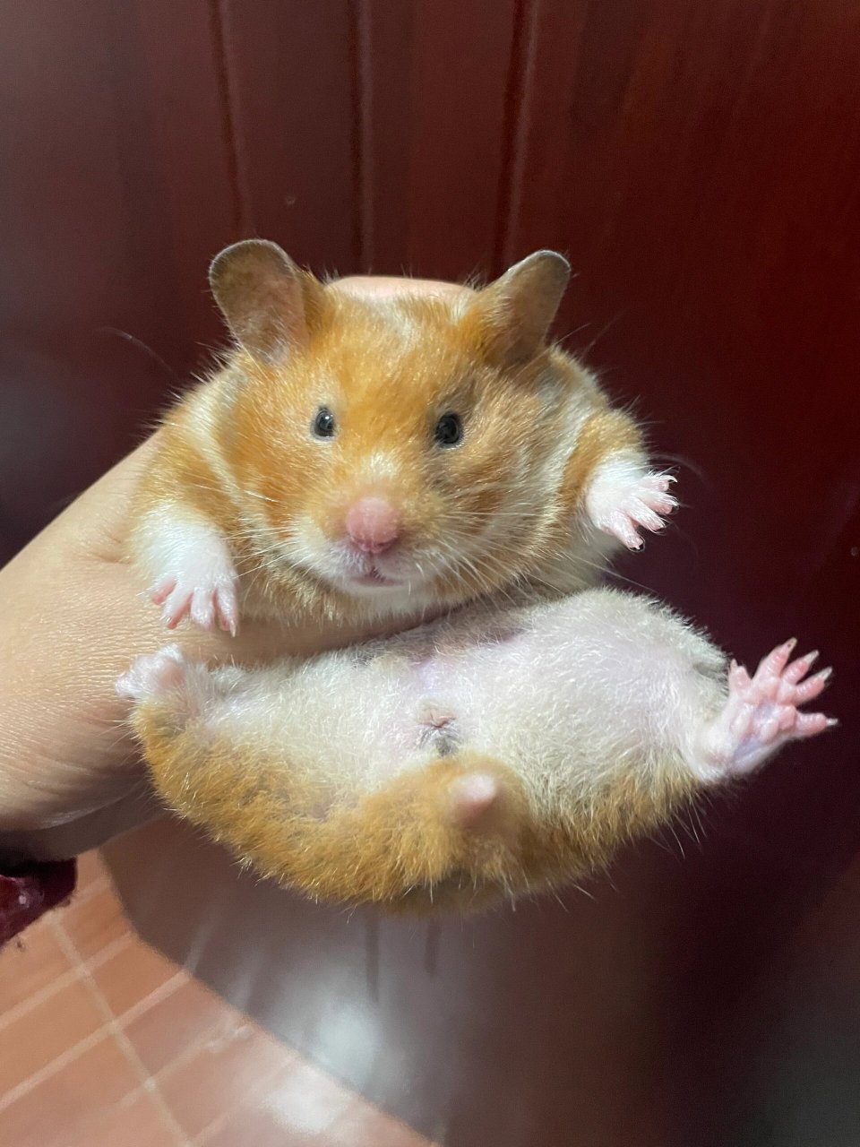 我的宠物金丝熊  这只可爱的小仓鼠是金丝熊91,它是我在宠物店里一