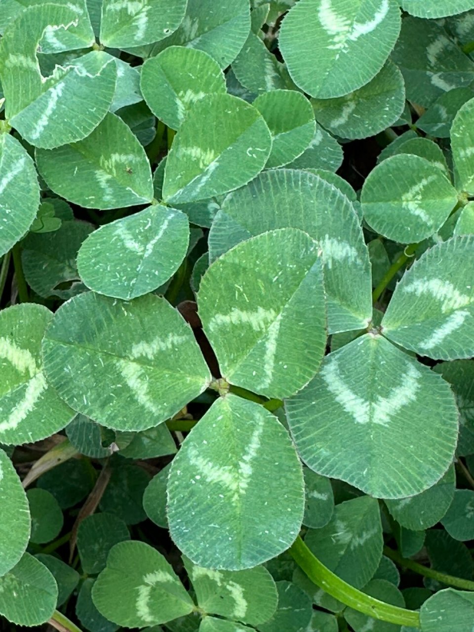 三出掌状复叶植物图片