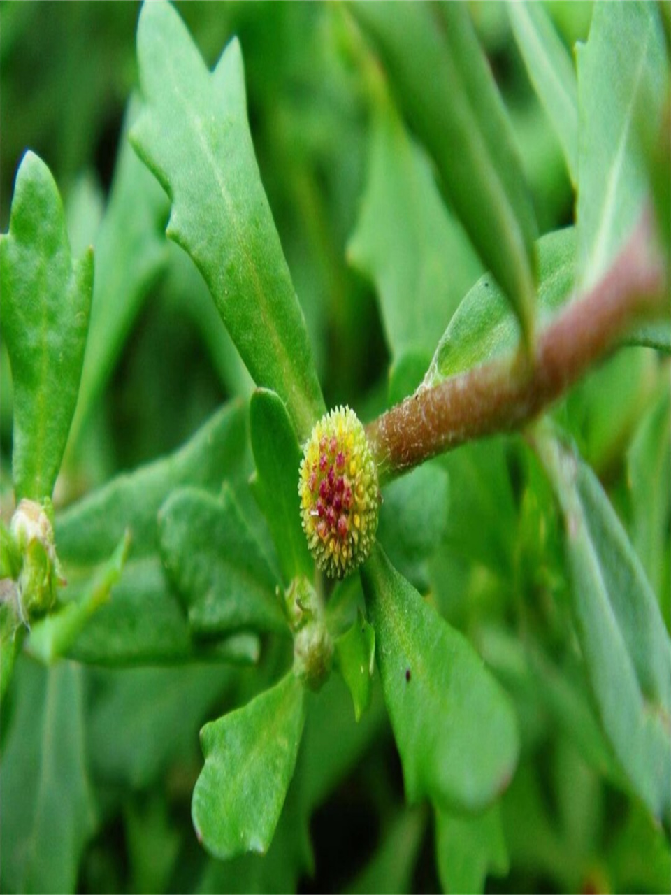 连鹅都不愿意吃的草  石胡荽,又名鹅不食草,是一年生草本植物.