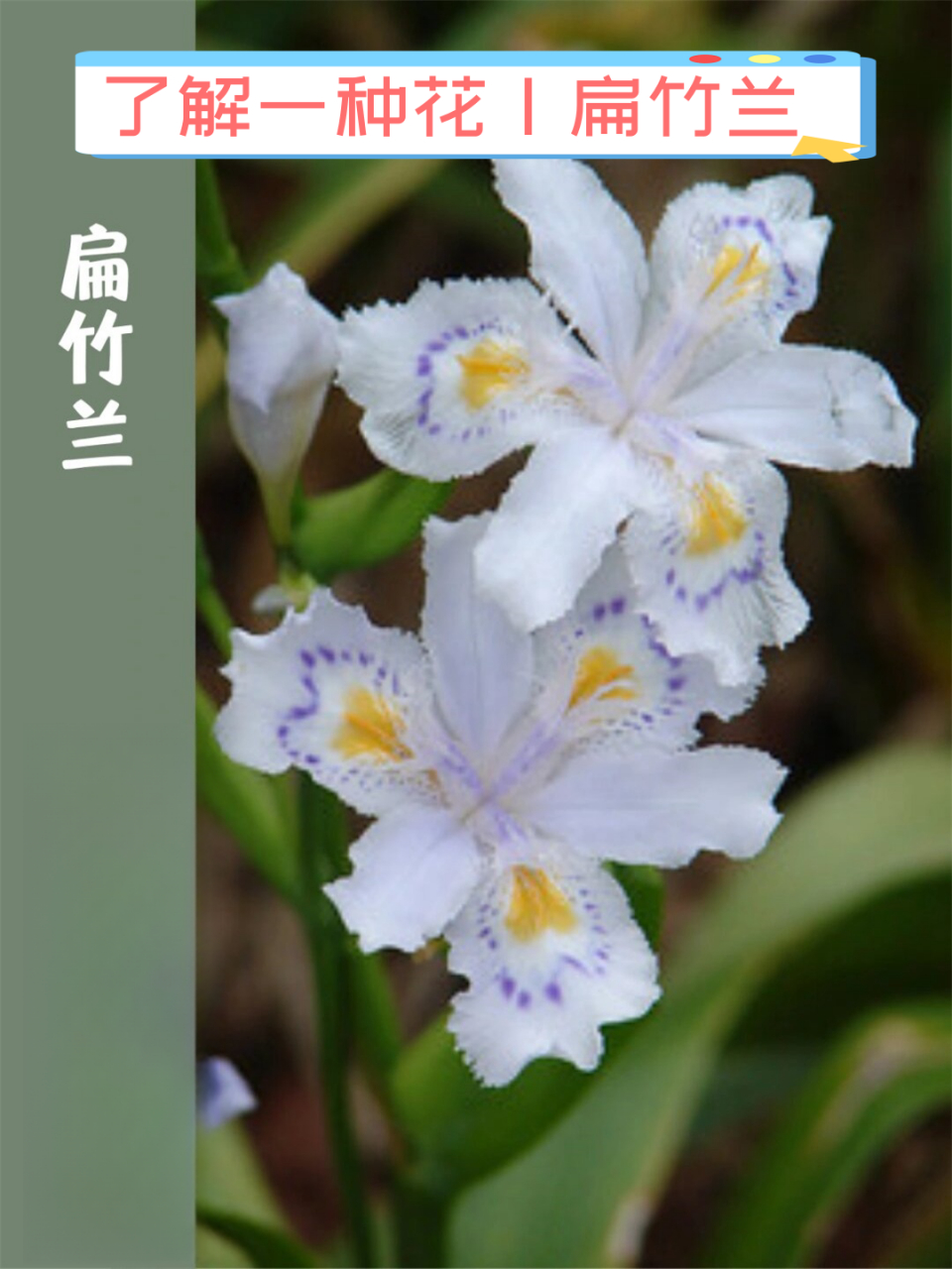 了解一种花|扁竹兰  鸢尾科鸢尾属草本植物,花语为幸福和喜悦.