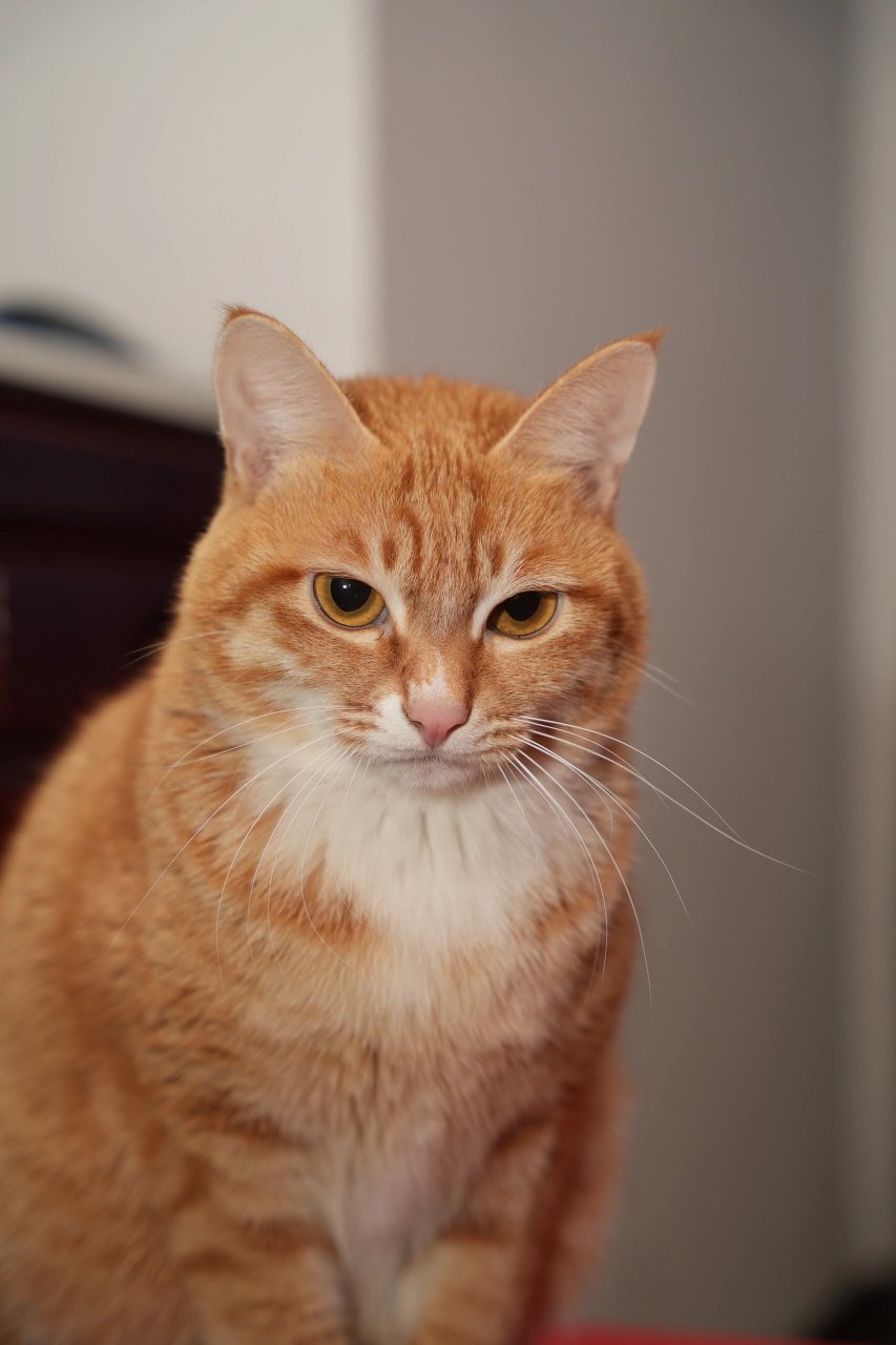 了一年的橘猫开始有自己的情绪了  这一年来,它从一只小猫咪渐渐长大