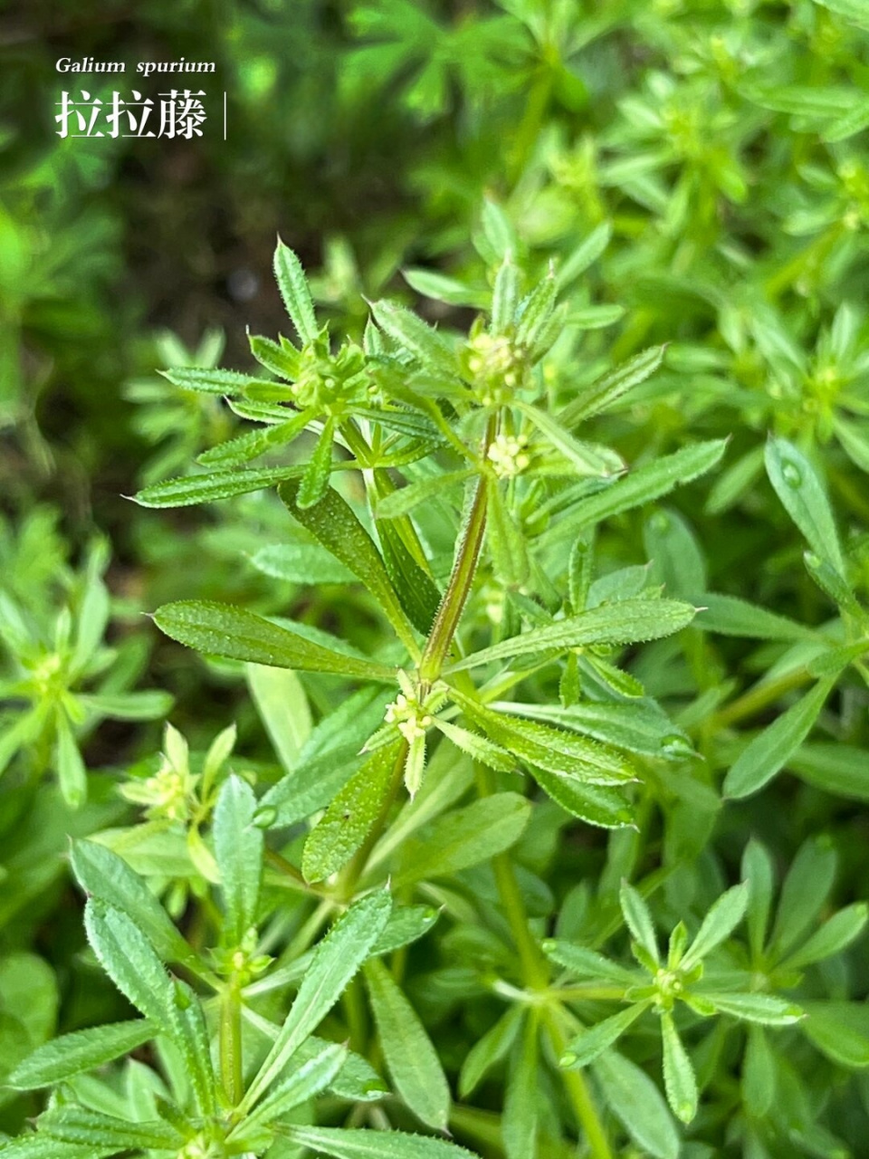【别名】八仙草,爬拉殃,光果拉拉藤,猪殃殃04 【科属】茜草科