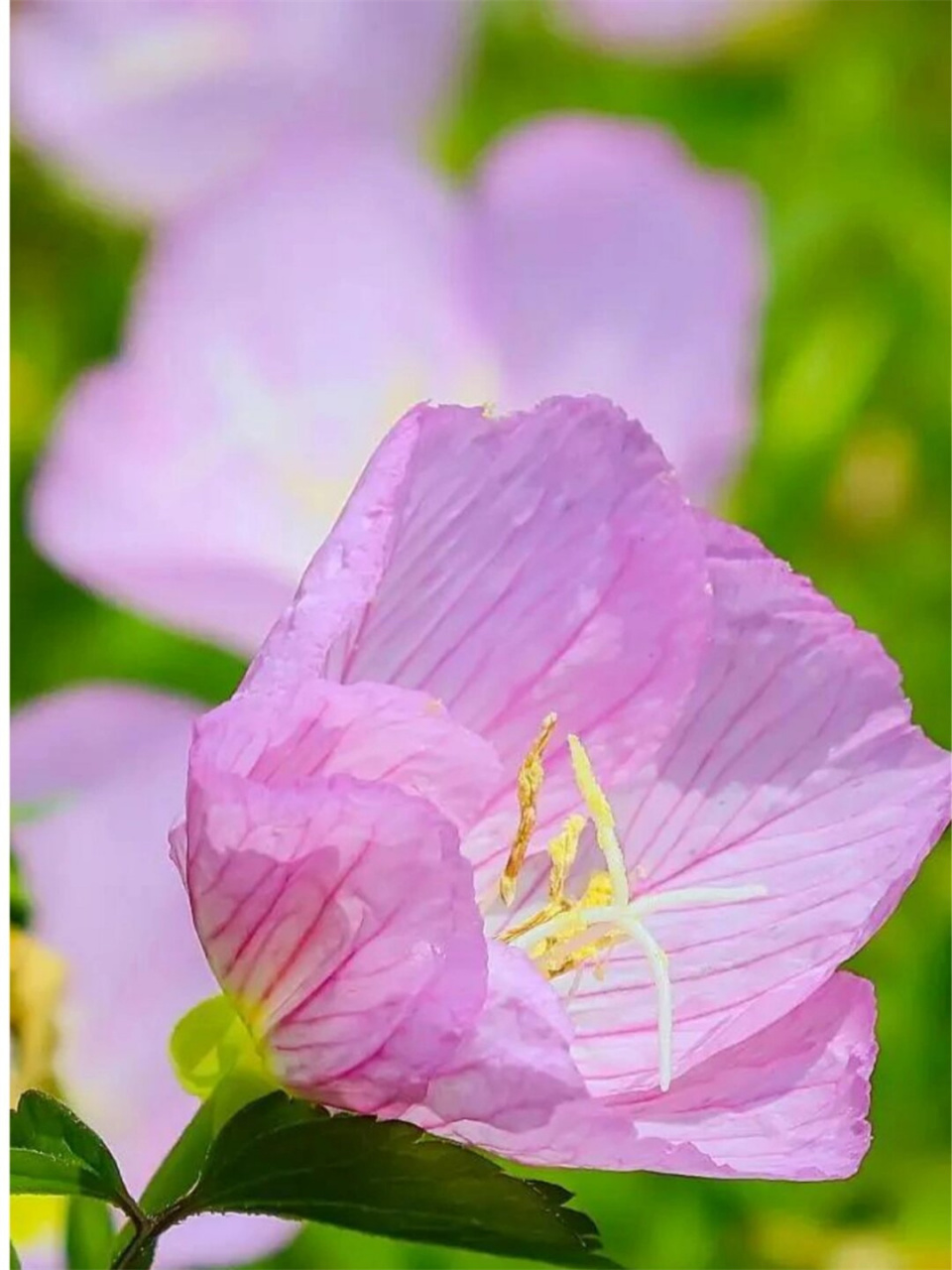 美丽月见草  别名夜来香,待霄草,是柳叶菜科月见草属多年生草本植物.
