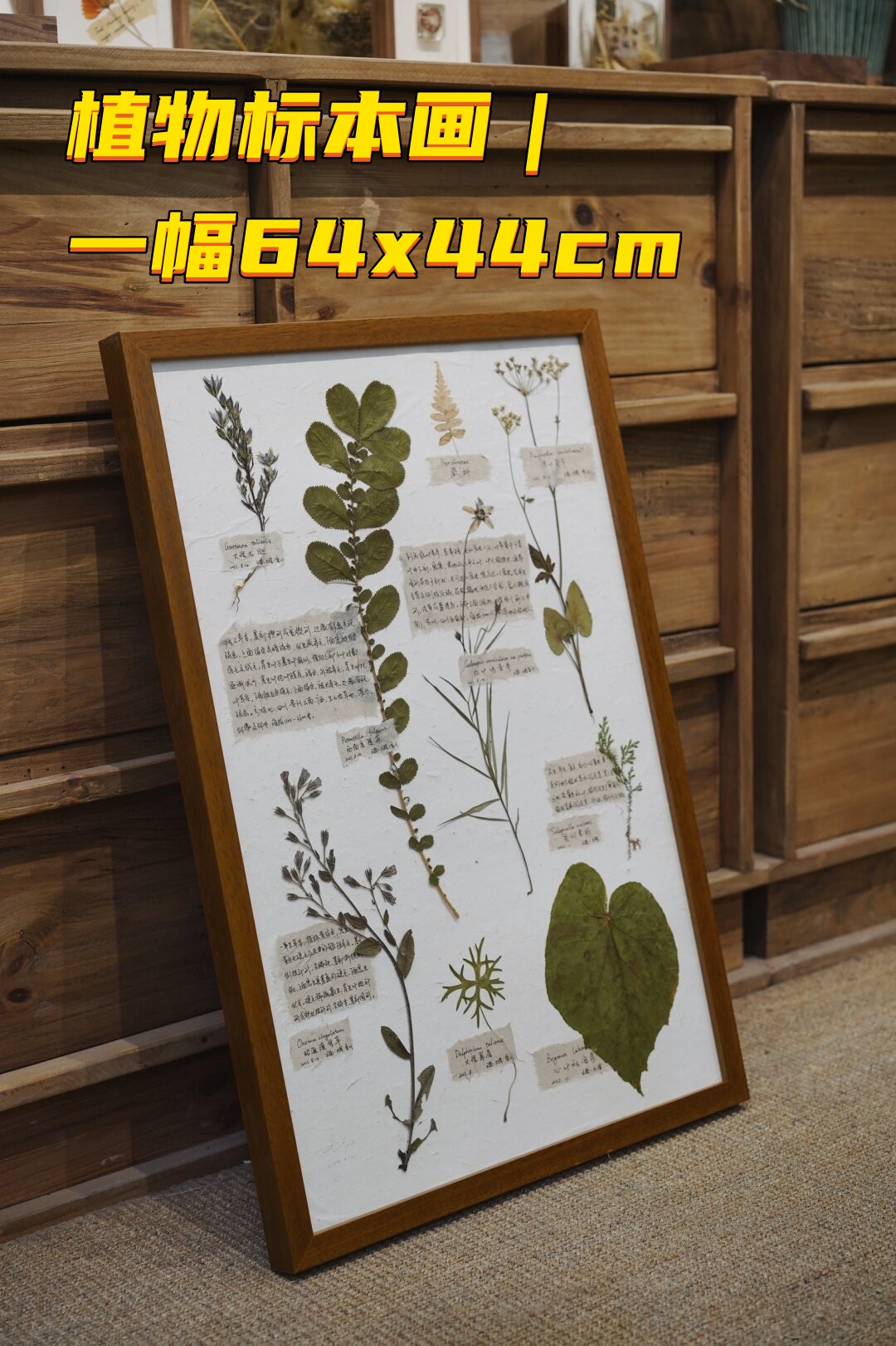 植物标本画参赛作品图片