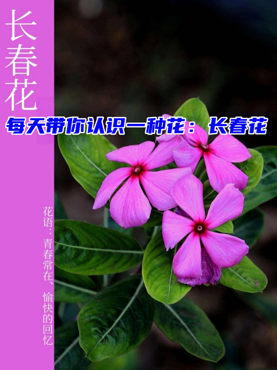今天我要给你们介绍一种美丽的花——长春花06!