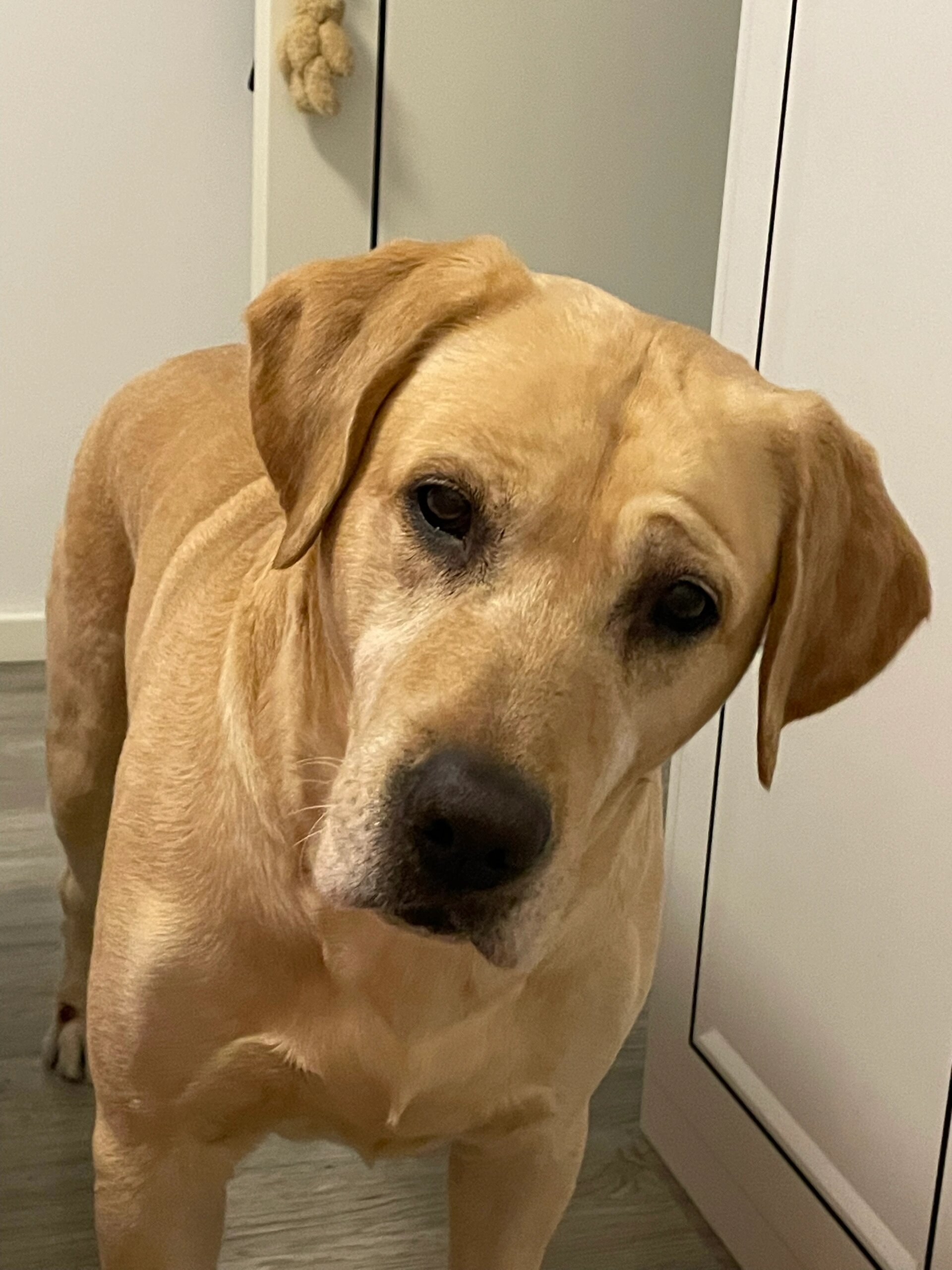 你们知道吗,我家狗狗的鼻子超级大!