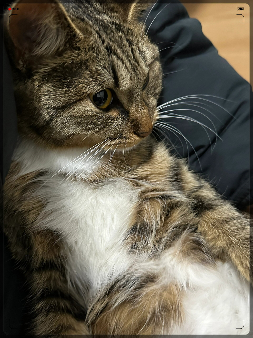 我家狸花猫的毛色变化之旅  我家狸花猫小时候毛色是黑白相间的05