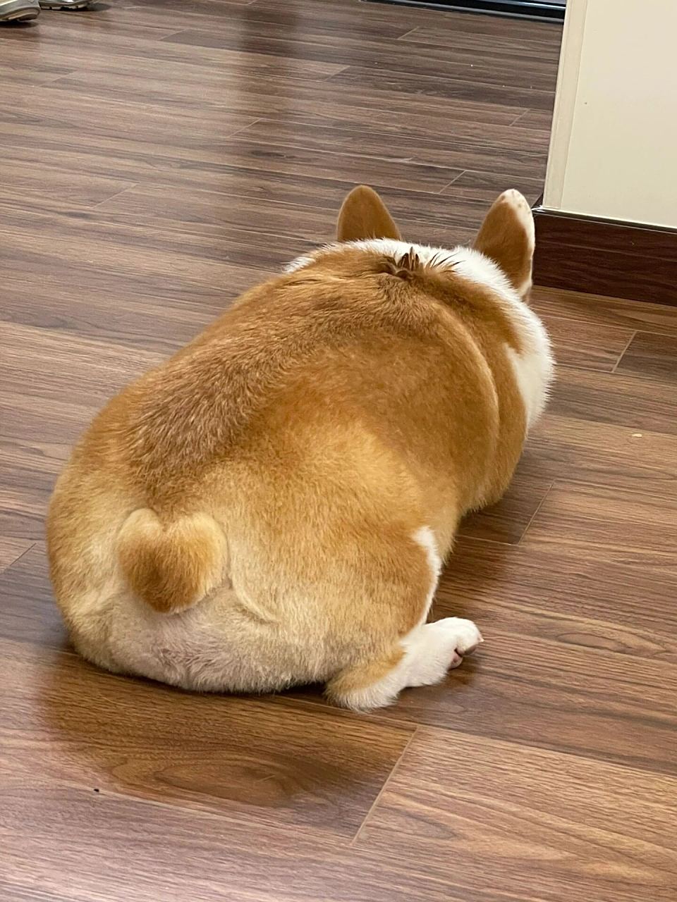 今天我要和大家分享一下我家狗狗