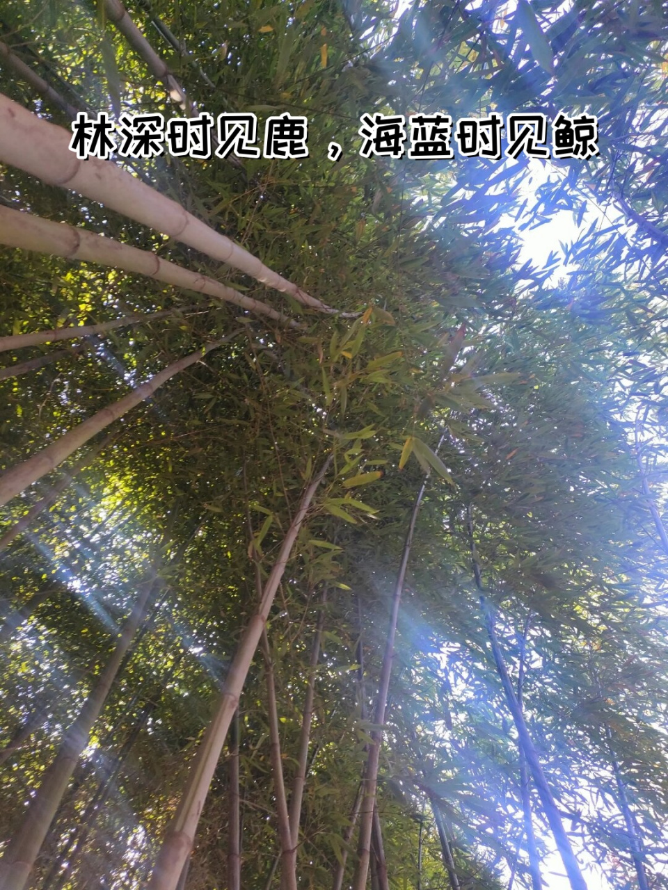林深时见鹿,海蓝时见鲸  在浓密的森林深处,当阳光透过层层枝叶洒下