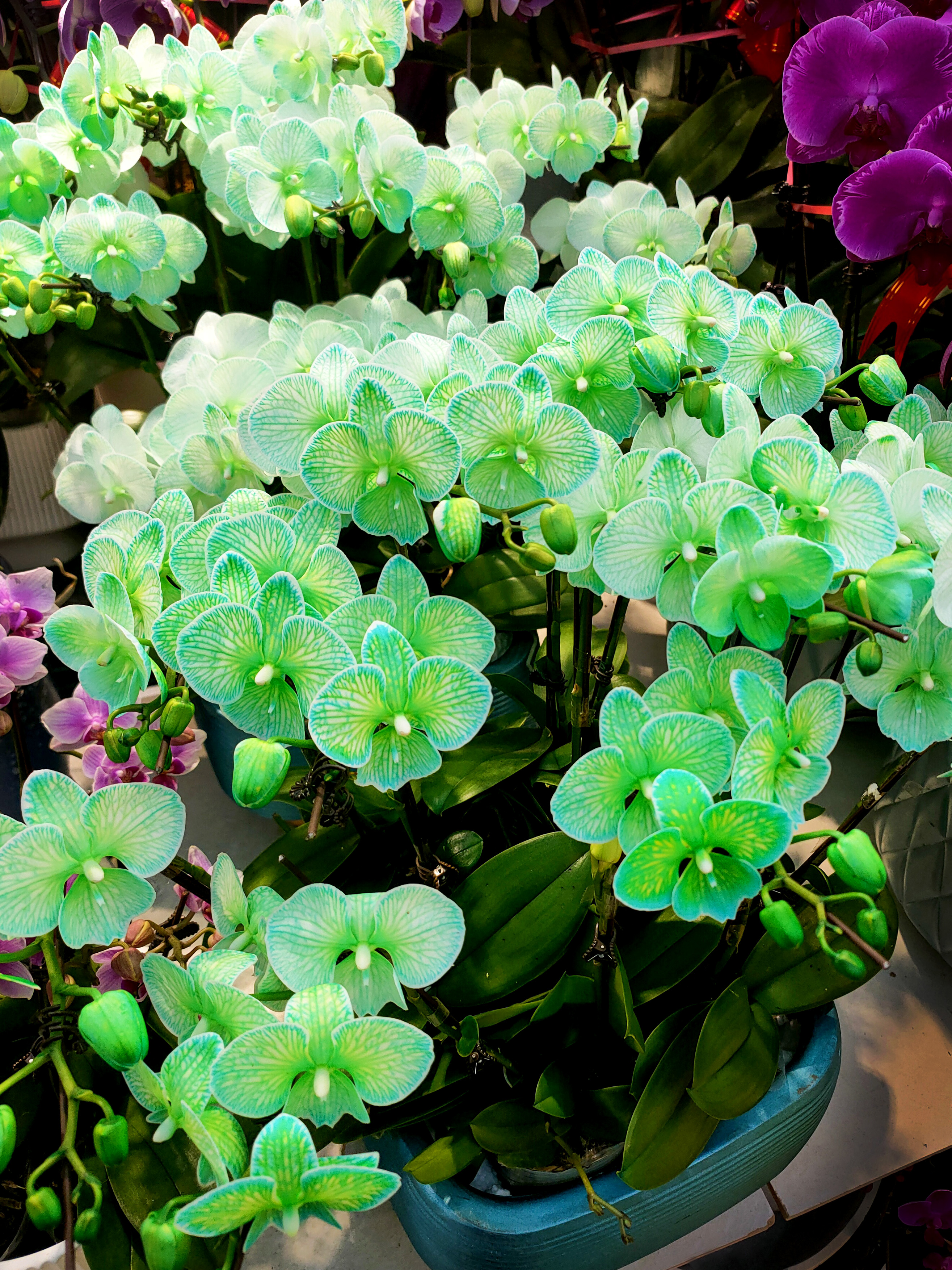 如果收到爱人送的绿色蝴蝶兰,那可代表着他对你最珍贵纯粹的爱哦