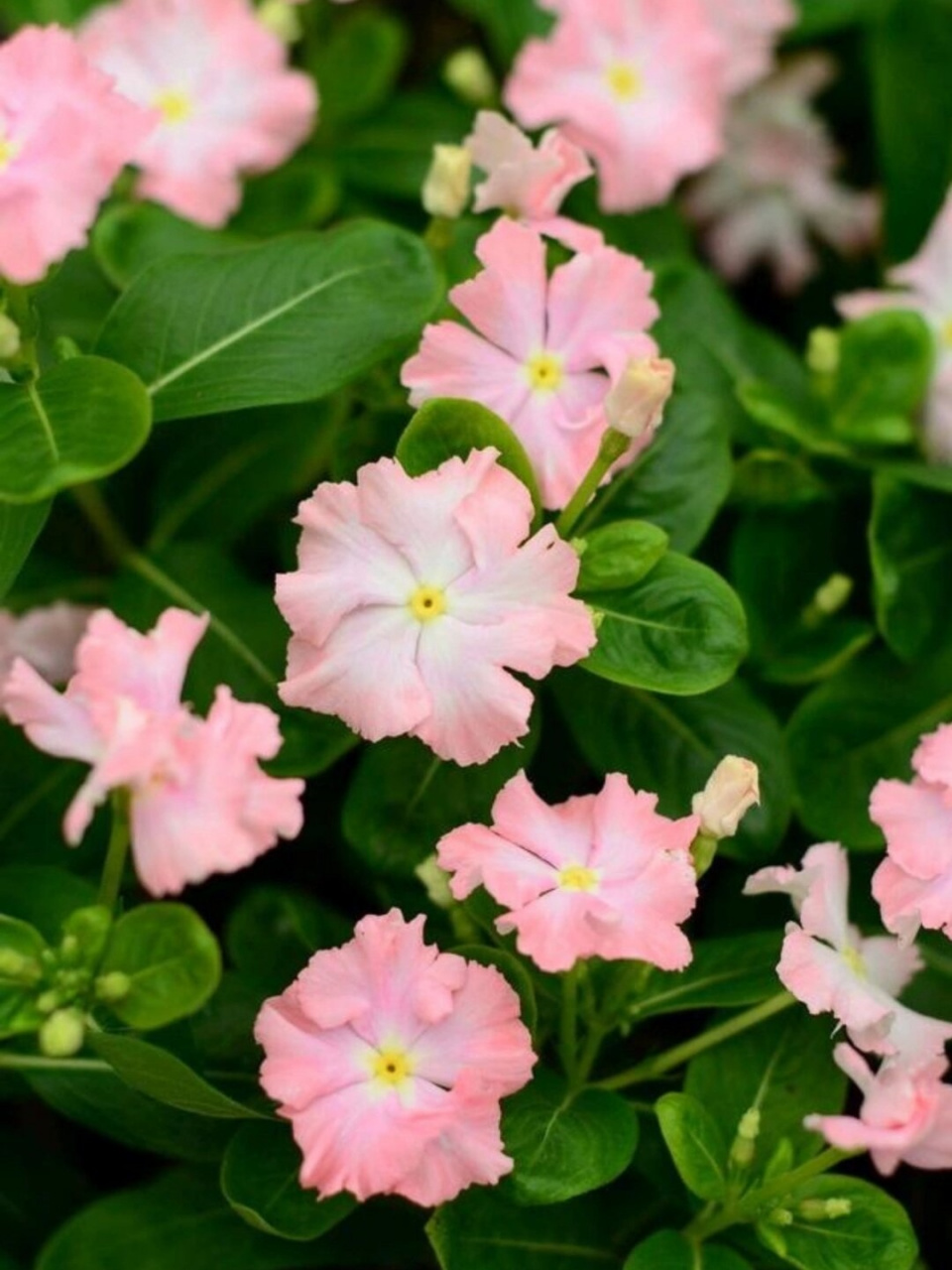 今天我要给你们介绍一种美丽的花——长春花06!