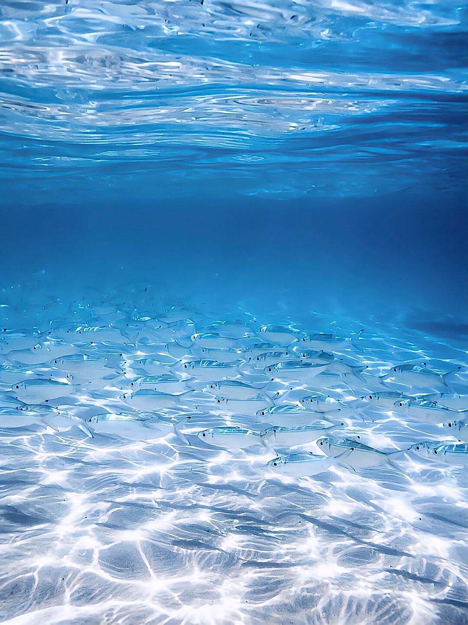 ins风蓝色高级质感调色  95iphone 原相机调色秘籍大公开!