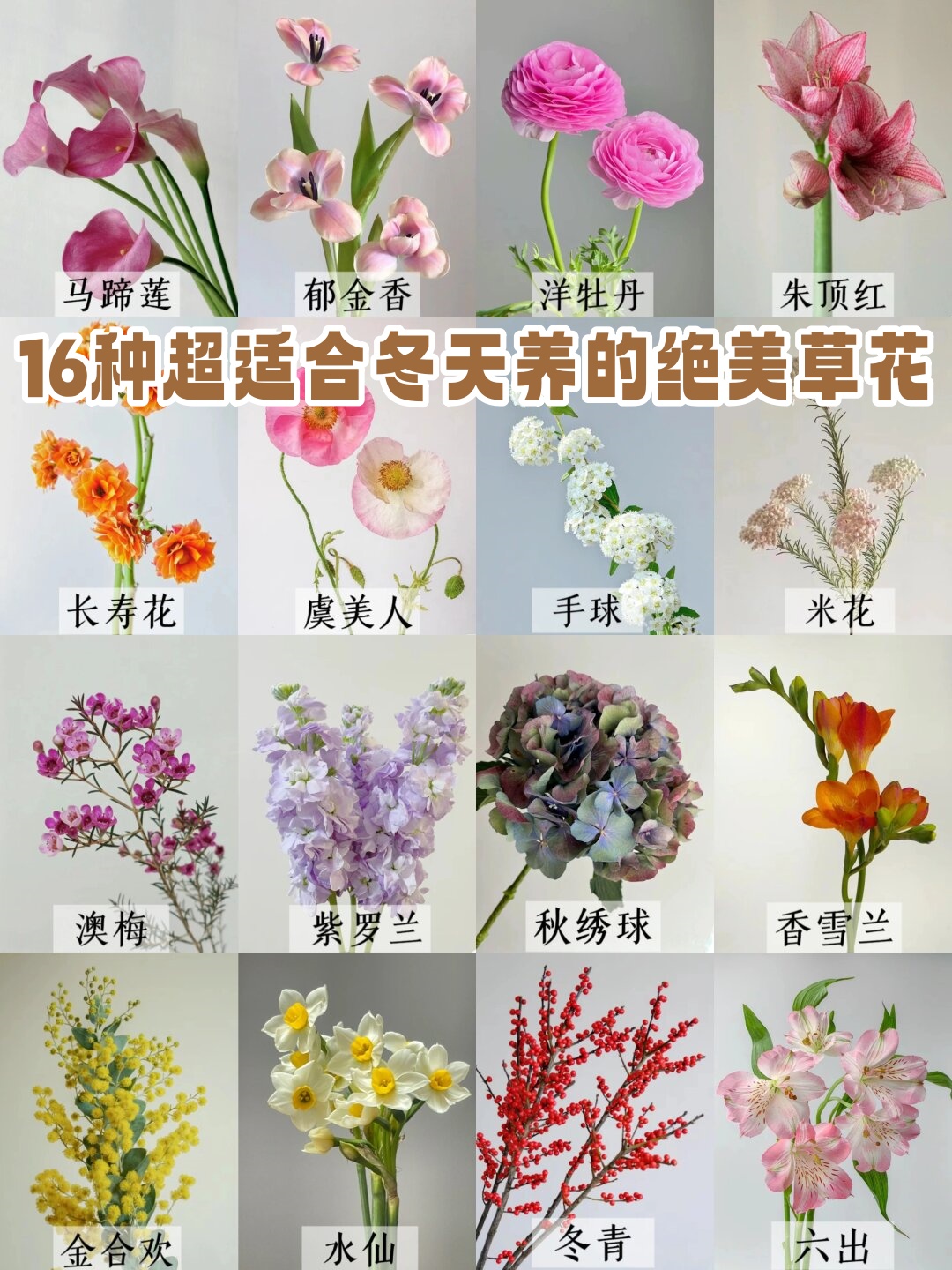 十种最好养的草花图片