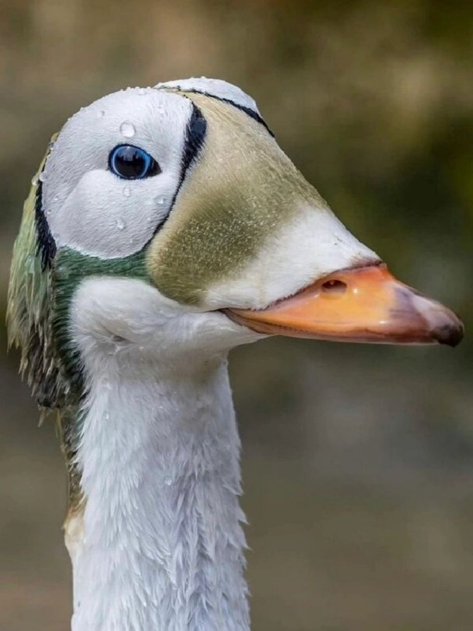 神奇物种:自带防寒眼罩  04 白眶绒鸭(台湾称眼眶绒鸭),学名