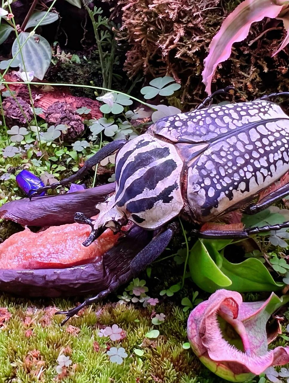 探秘昆虫世界:遇见"坦克车"般的大王花金龟  你是否想过,昆虫世界里