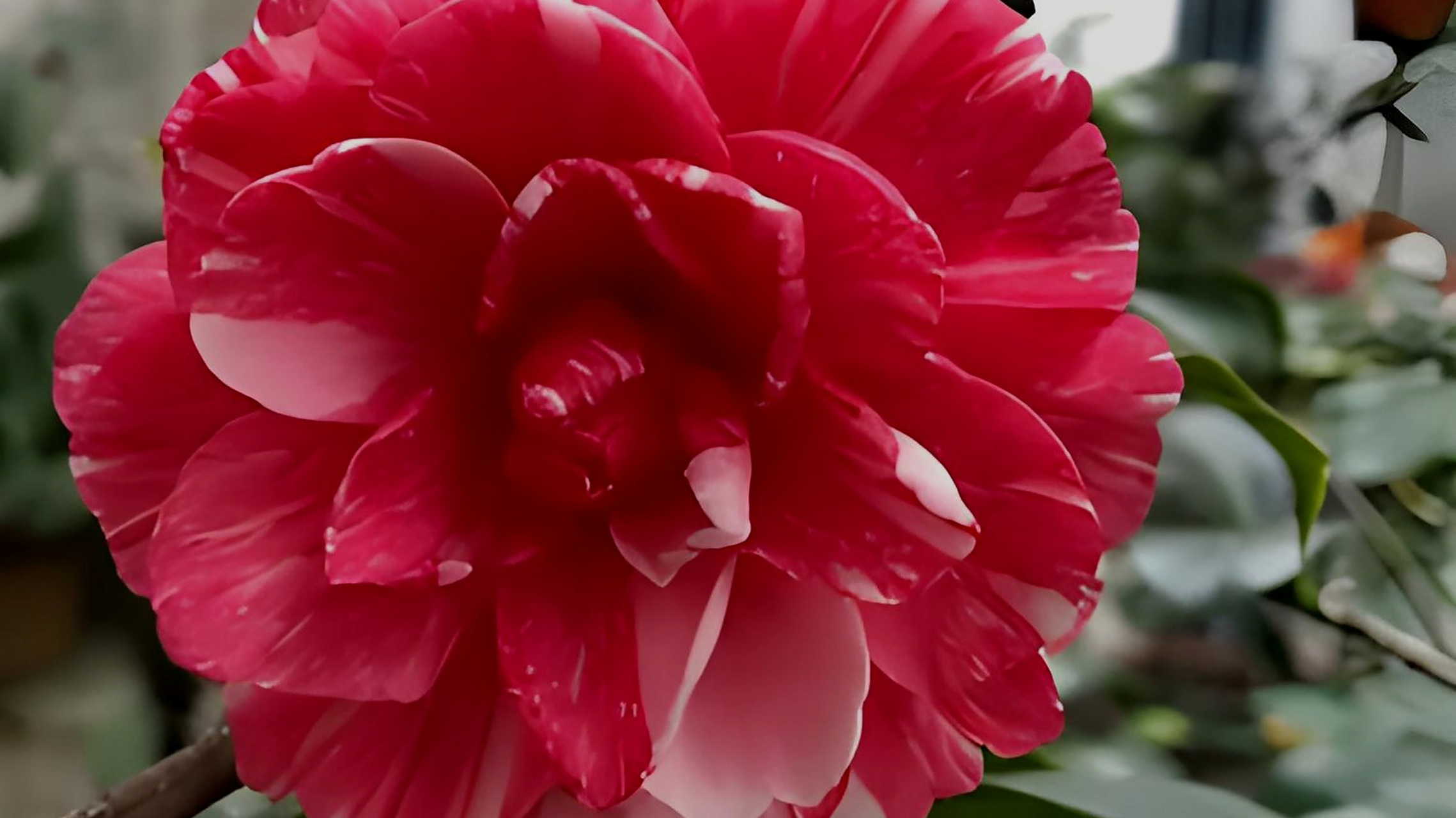 茶花鸳鸯凤冠是一种美丽而神秘的花卉,拥有丰富的科学内涵,独特的文化