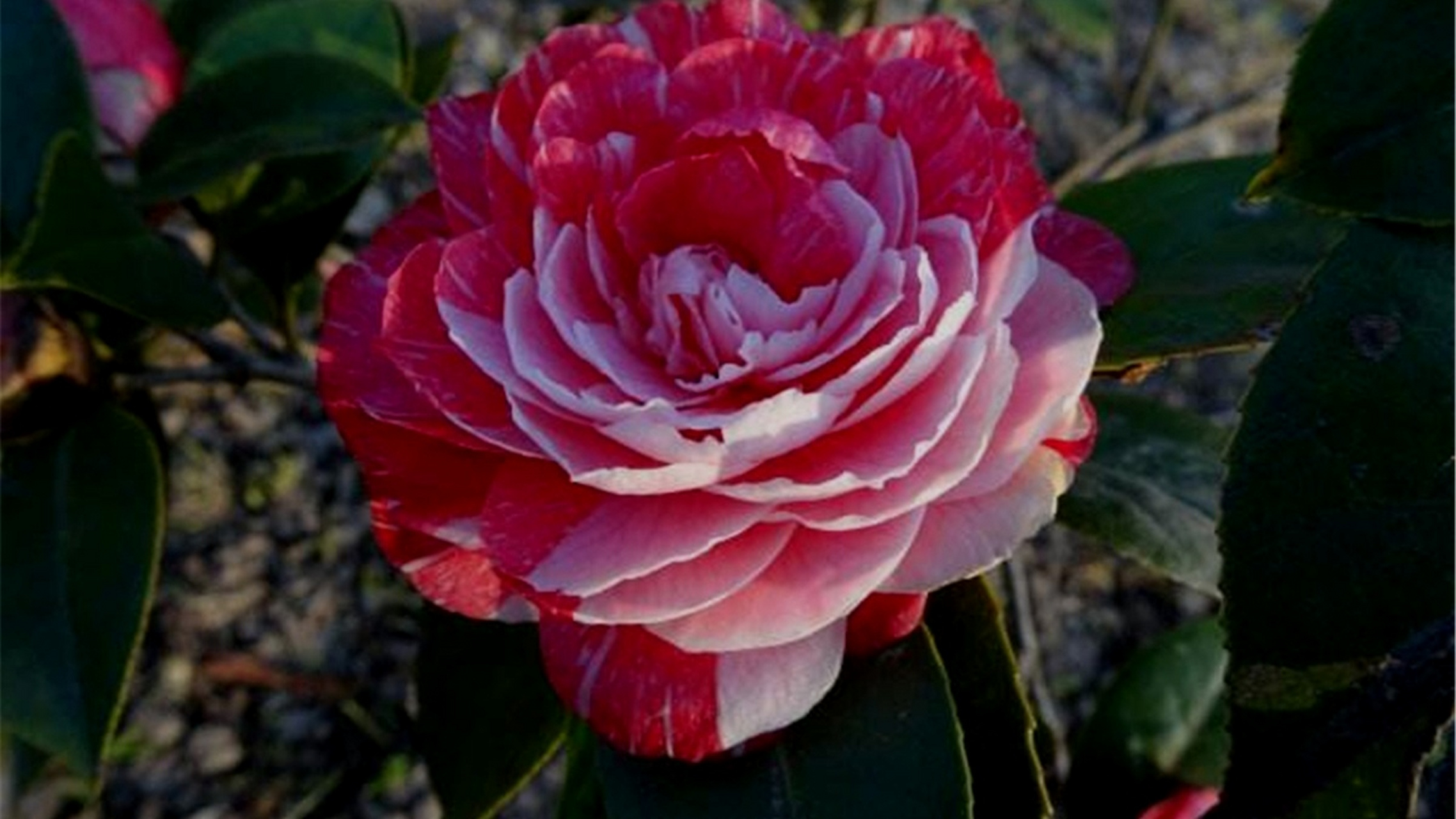 茶花鸳鸯凤冠是一种美丽而神秘的花卉,拥有丰富的科学内涵,独特的文化