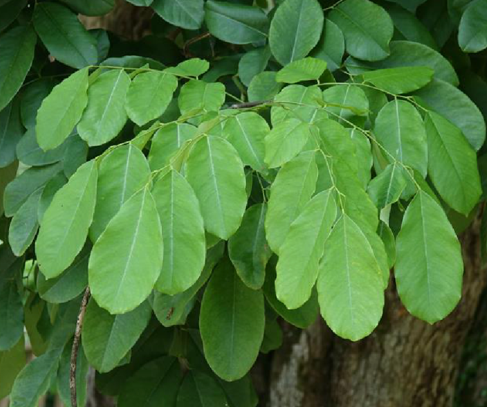 小叶黄檀的优点和功效