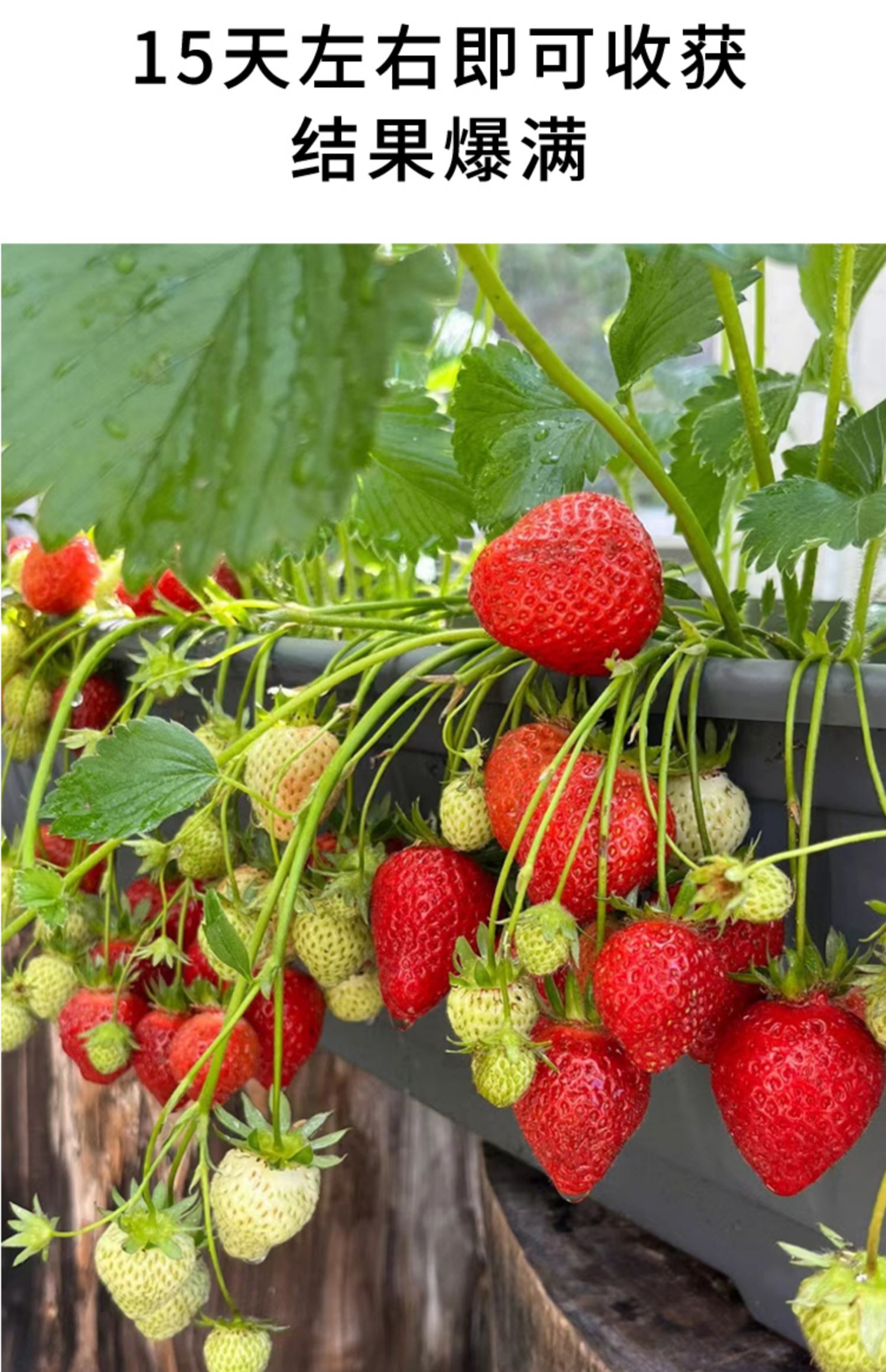 家庭阳台草莓种植方法:绿意盎然的小天地,甜美果实等你尝!
